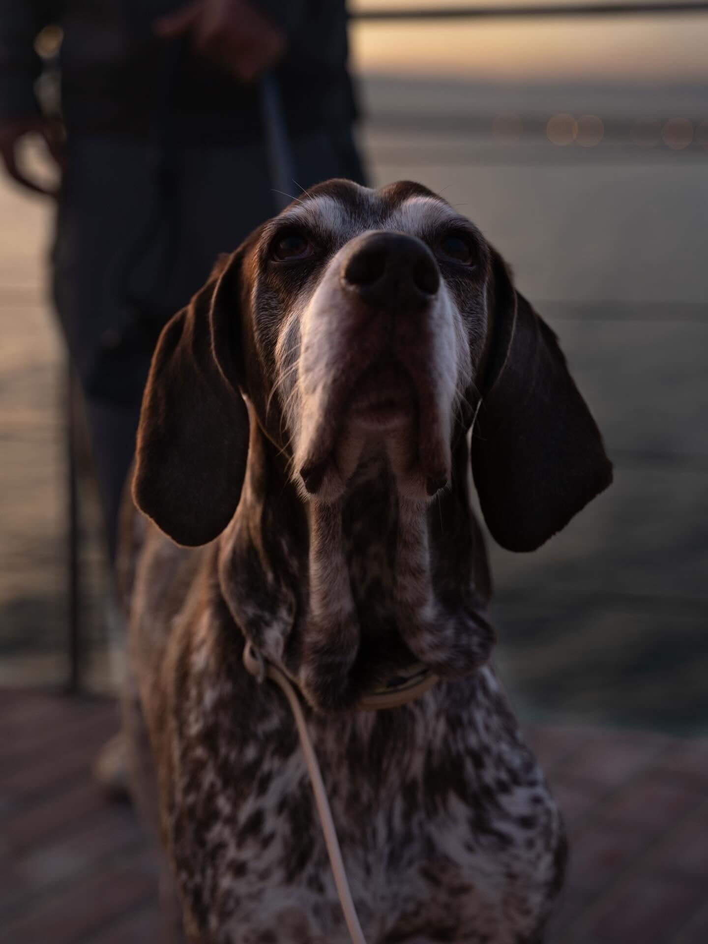 Una perra mirando a cámara con luz de atardecer